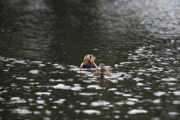 Mandarin Duck (Aix galericulata) — Stock Photo, Image