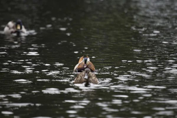 Mandarin Duck (Aix galericulata) — Stock Photo, Image