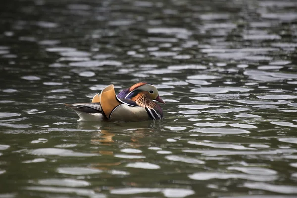 Pato mandarim (Aix galericulata) — Fotografia de Stock