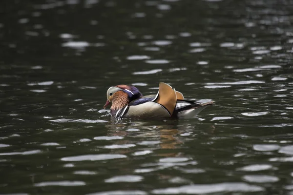 Pato mandarim (Aix galericulata) — Fotografia de Stock