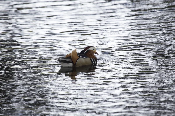 Mandarijn-eend (Aix galericulata) — Stockfoto