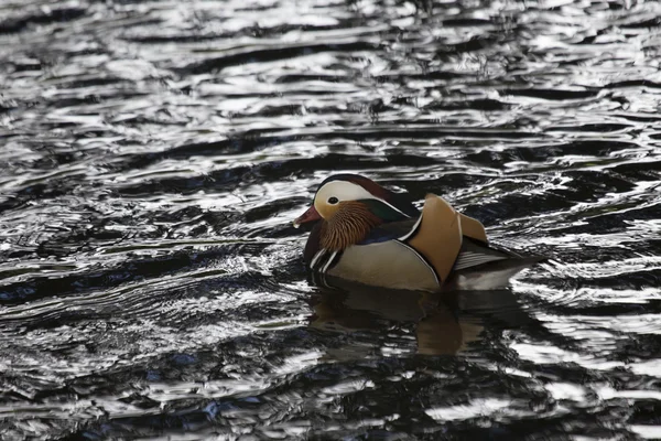 Pato mandarim (Aix galericulata) — Fotografia de Stock