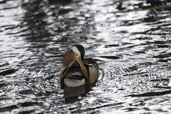 Canard mandarin (Aix galericulata)) — Photo