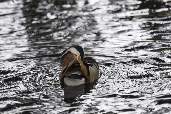 Mandarinanka (Aix galericulata)) — Stockfoto