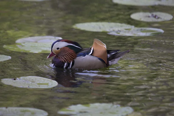 Canard mandarin (Aix galericulata)) — Photo