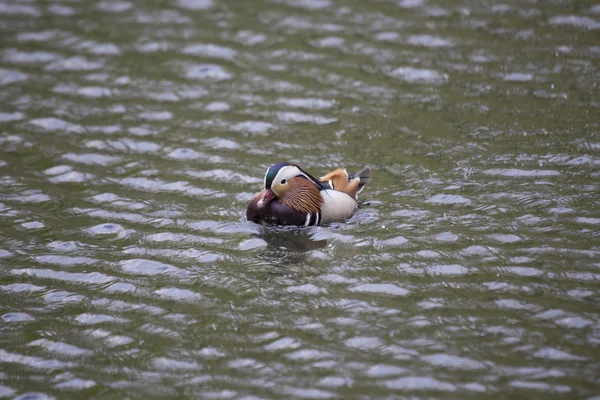 Pato mandarim (Aix galericulata) — Fotografia de Stock