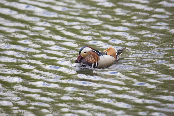 Mandarinenente (Aix galericulata)) — Stockfoto