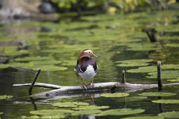 Mandarinenente (Aix galericulata)) — Stockfoto