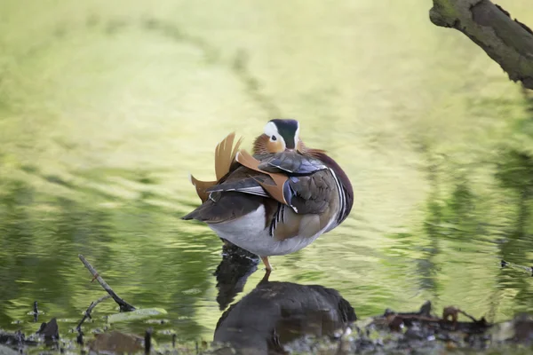 Canard mandarin (Aix galericulata)) — Photo