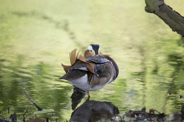 Pato mandarín (Aix galericulata) — Foto de Stock