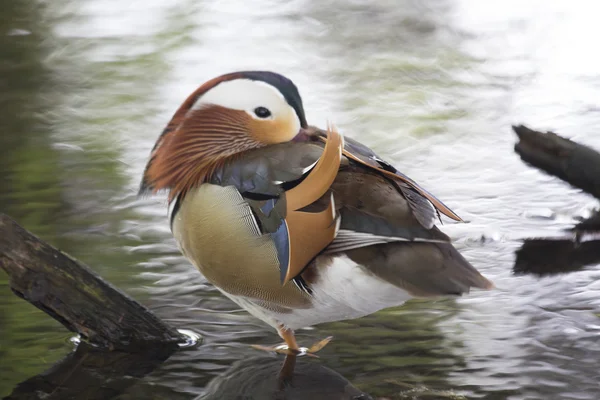 Mandarinenente (Aix galericulata)) — Stockfoto