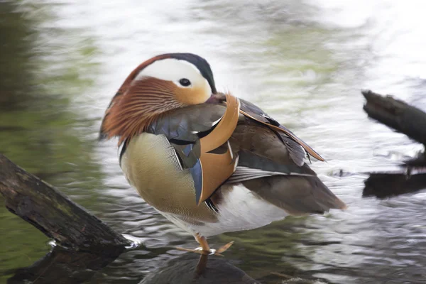 Mandarin Duck (Aix galericulata) — Stock Photo, Image