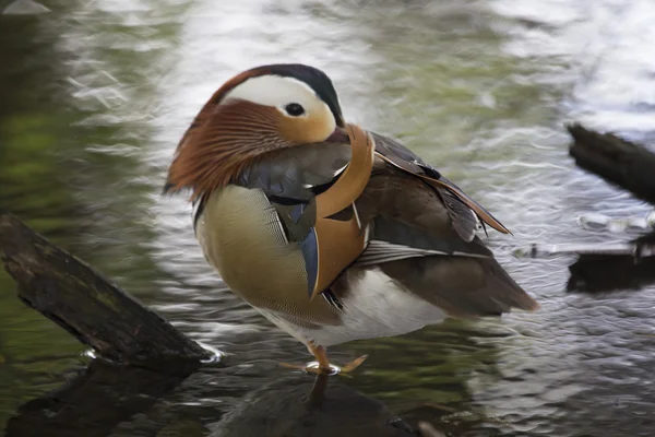 Mandarinenente (Aix galericulata)) — Stockfoto