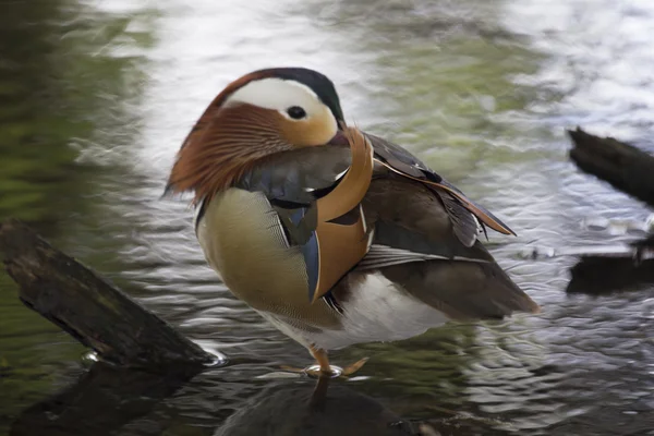 Mandarin Duck (Aix galericulata) — Stock Photo, Image