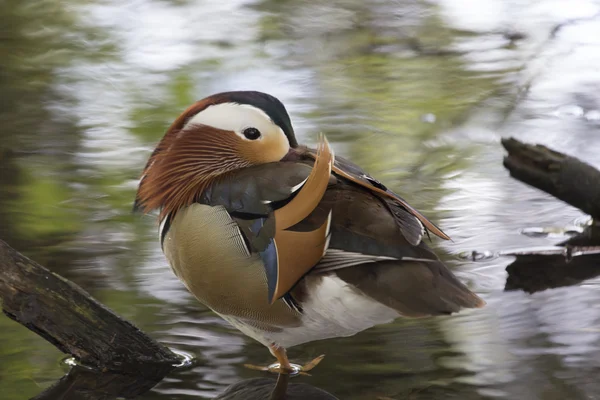 Mandarin Duck (Aix galericulata) — Stock Photo, Image