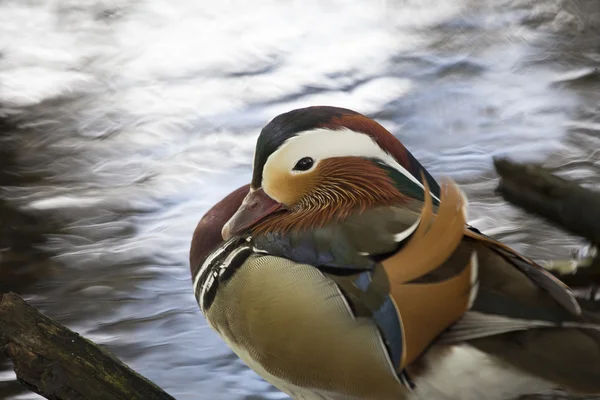 Mandarinenente (Aix galericulata)) — Stockfoto