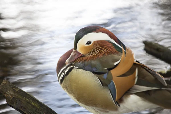 Canard mandarin (Aix galericulata)) — Photo