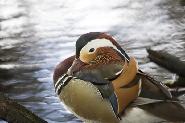 北京ダック(Aix galericulata)) — ストック写真