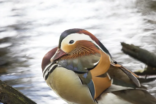 Canard mandarin (Aix galericulata)) — Photo