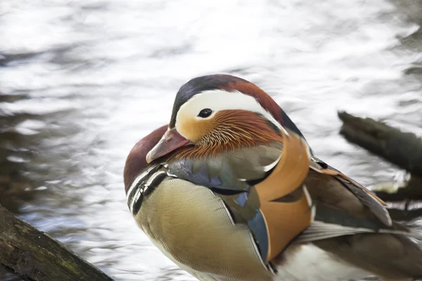 Canard mandarin (Aix galericulata)) — Photo