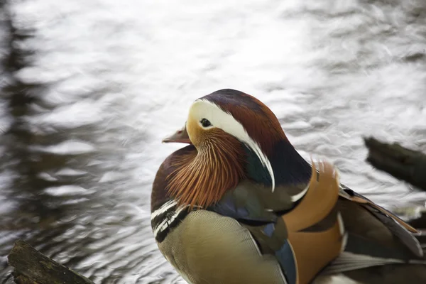 Mandarinenente (Aix galericulata)) — Stockfoto