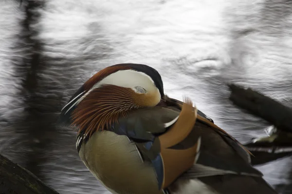 Mandarinenente (Aix galericulata)) — Stockfoto