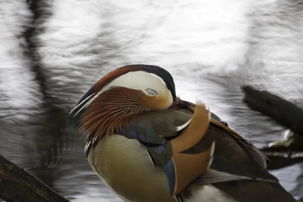 Pato mandarim (Aix galericulata) — Fotografia de Stock