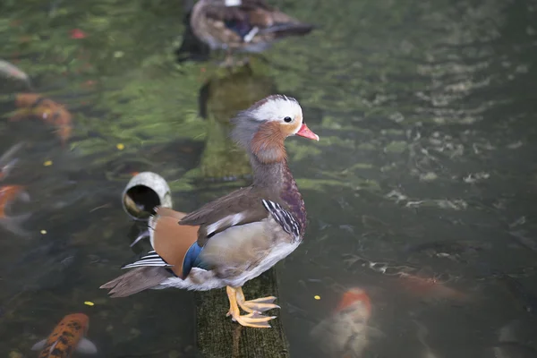Mandarin Duck (Aix galericulata) — Stock Photo, Image