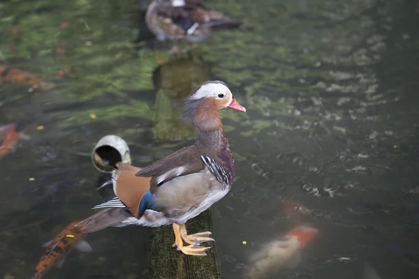 Pato mandarim (Aix galericulata) — Fotografia de Stock