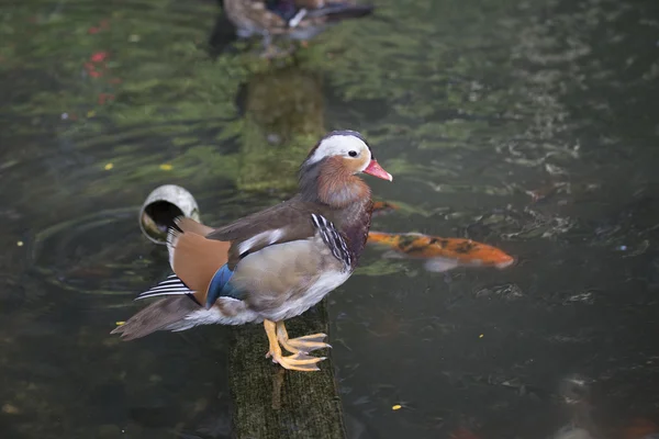 Мандаринская утка (Aix galericulata) — стоковое фото