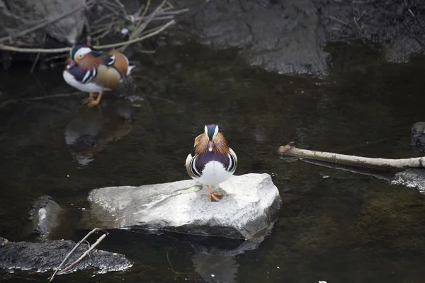 Mandarin Duck (Aix galericulata) — Stock Photo, Image