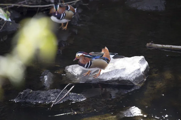 Mandarin Duck (Aix galericulata) — Stock Photo, Image