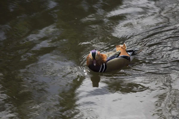 Pato mandarim (Aix galericulata) — Fotografia de Stock