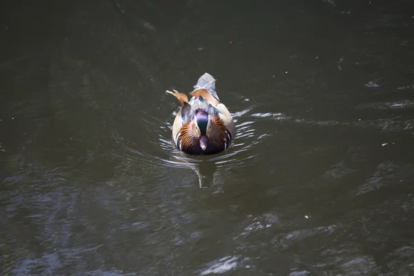 Pato mandarim (Aix galericulata) — Fotografia de Stock