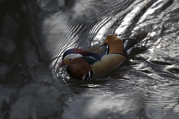 Pato mandarim (Aix galericulata) — Fotografia de Stock