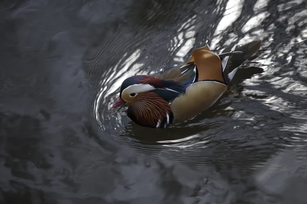 Mandarinenente (Aix galericulata)) — Stockfoto