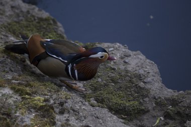 Mandarin ördeği (Aix galericulata)