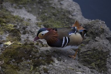 Mandarin ördeği (Aix galericulata)