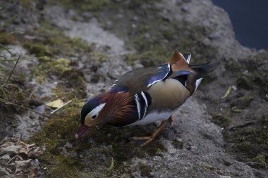 Mandarin ördeği (Aix galericulata)