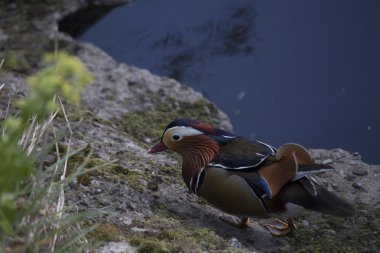 Mandarin ördeği (Aix galericulata)