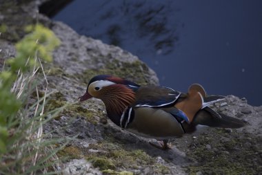 Mandarin ördeği (Aix galericulata)
