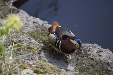 Mandarin ördeği (Aix galericulata)