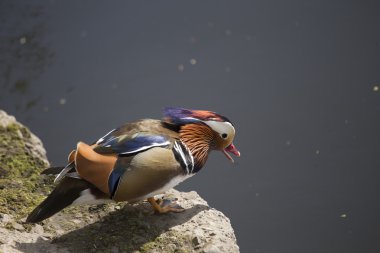 Mandarin ördeği (Aix galericulata)