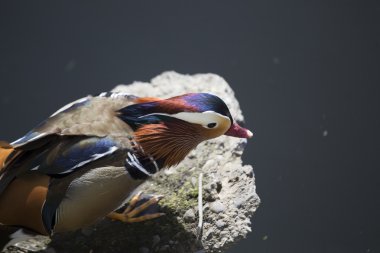 Mandarin ördeği (Aix galericulata)