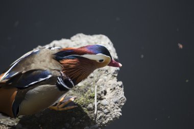 Mandarin ördeği (Aix galericulata)