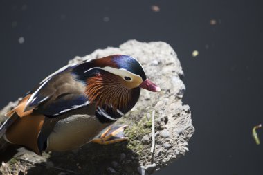 Mandarin ördeği (Aix galericulata)