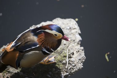 Mandarin ördeği (Aix galericulata)