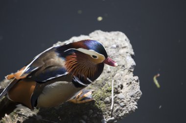 Mandarin ördeği (Aix galericulata)