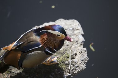 Mandarin ördeği (Aix galericulata)