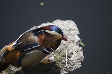 Mandarin ördeği (Aix galericulata)